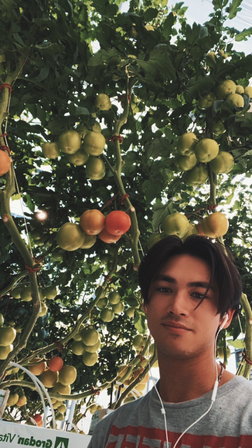 Tomato Research